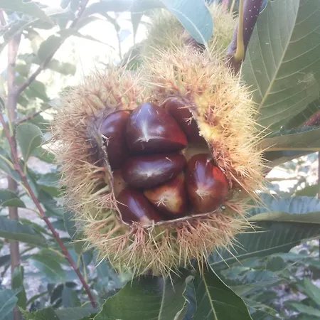 La Lancha Del Jerte * El Torno (Extremadura)