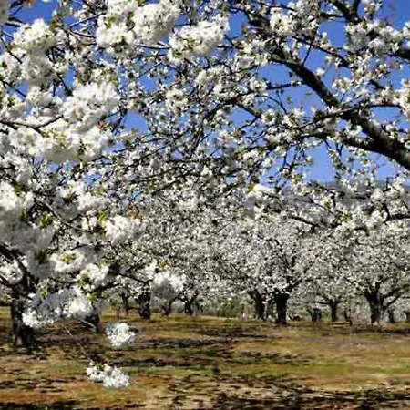 컨트리하우스 La Lancha Del Jerte 엘토노