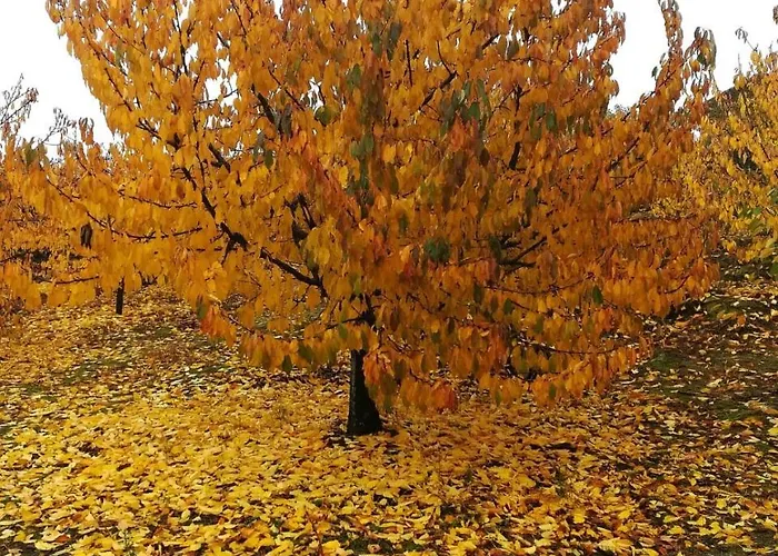 La Lancha Del Jerte *