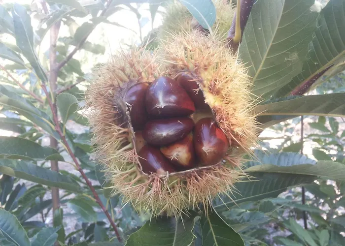 La Lancha Del Jerte * El Torno (Extremadura)