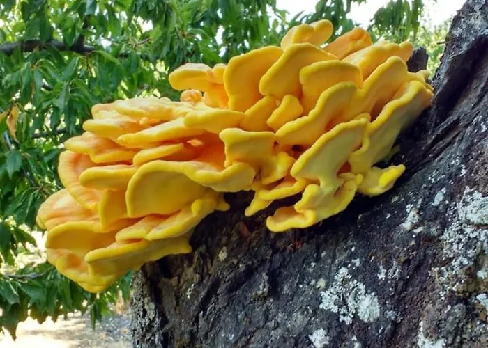 La Lancha Del Jerte *