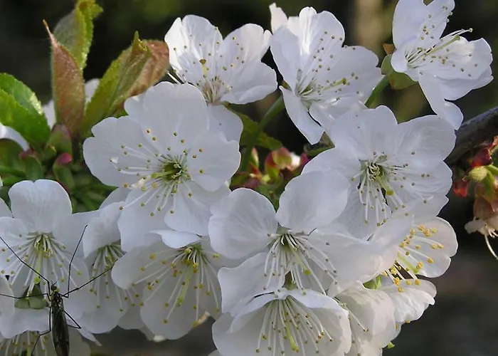 La Lancha Del Jerte * El Torno (Extremadura)